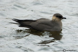 Labbo- Arctic Skua (Stercorarius parasiticus)