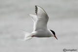 Sterna artica-Arctic Tern (Sterna paradisaea)