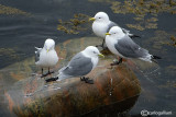 Gabbiano tridattilo-Kittiwake (Rissa tridactyla)