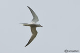 Sterna comune-Common Tern (Sterna hirundo)