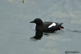 Uria nera- Black Guillemot(Cepphus grylle)
