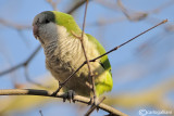 Parrocchetto monaco-Monk Parakeet (Myiopsitta monacus)