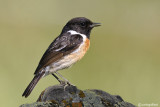 Saltimpalo- European Stonechat(Saxicola rubicola)