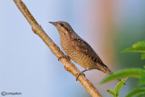 Torcicollo - Eurasian Wryneck (Jynx torquilla)