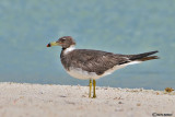 Gabbiano fuligginoso -Sooty Gull (Larus hemprichii)