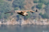 Grifone (Gyps fulvus)