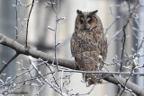 Gufo comune-Long-eared Owl (Asio otus)