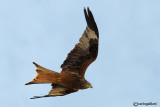 Nibbio reale-Red Kite (Milvus milvus)