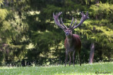 Cervo-Red deer (Cervus elaphus)