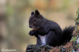 Scoiattolo (Sciurus vulgaris)