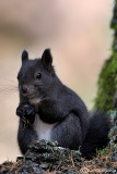 Scoiattolo (Sciurus vulgaris)