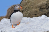 Pulcinella di mare-Atlantic Puffin (Fratercula arctica)