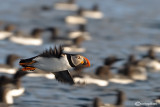 Pulcinella di mare-Atlantic Puffin (Fratercula arctica)