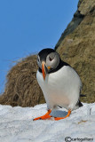 Pulcinella di mare-Atlantic Puffin (Fratercula arctica)