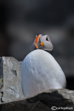 Pulcinella di mare-Atlantic Puffin (Fratercula arctica)