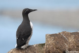 Uria-Guillemot (Uria aalge)