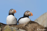Pulcinella di mare-Atlantic Puffin (Fratercula arctica)
