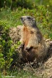 Marmotta-Alpine marmot (Marmota marmota)