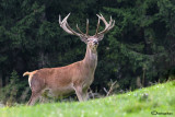 Cervo-Red deer (Cervus elaphus)