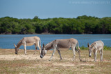 Foz do Rio Mundau, Trairi, Ceara, 5213, 20100625.jpg