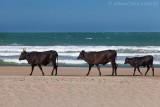Guajiru, Trairi, Ceara, 0903.jpg