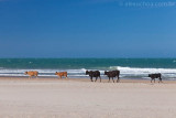 Guajiru, Trairi, Ceara, 0905.jpg