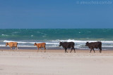 Guajiru, Trairi, Ceara, 0907.jpg
