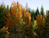 Autumn Comes Brightly