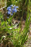 Penstemon, probably cyaneus