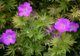 Hardy Geraniums