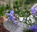 Penstemon, Island Lake Trail