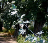 Cottonwood--New Against Old