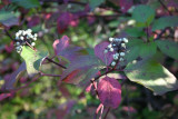 Red-Osier Dogwood, Cornus stolonifera