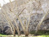 Arizona Sycamores