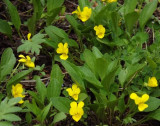 Nuttall's Violet