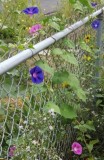 Morning-Glories of 2012