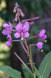 Fireweed