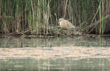 Ralreiger - Squacco heron - Heverlee, 09/05/2011