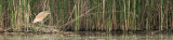 Ralreiger - Squacco heron - Heverlee, 09/05/2011