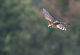Steppekiekendief - Pallid Harrier (juv), Doel, 07/09/2011