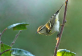 Bladkoning - Yellow-browed warbler, tuin Kalmthout, 03/10/2011