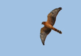 Steppekiekendief - Pallid Harrier (juv), Doel, 07/09/2011