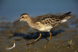 Gestreepte Strandloper - Pectoral Sandpiper, Bezinkingsputten Tienen