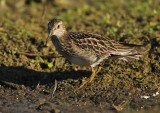Gestreepte Strandloper - Pectoral Sandpiper, Bezinkingsputten Tienen