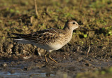 Gestreepte Strandloper - Pectoral Sandpiper, Bezinkingsputten Tienen