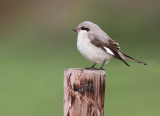 Kleine Klapekster - Lesser Grey Shrike, Koudekerke (NL)