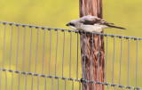 Kleine Klapekster - Lesser Grey Shrike, Koudekerke (NL)