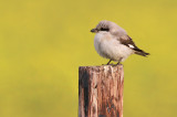 Kleine Klapekster - Lesser Grey Shrike, Koudekerke (NL)