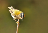 Firecrest - Regulus ignicapillus