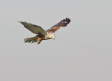 Rough-legged Buzzard - Ruigpootbuizerd